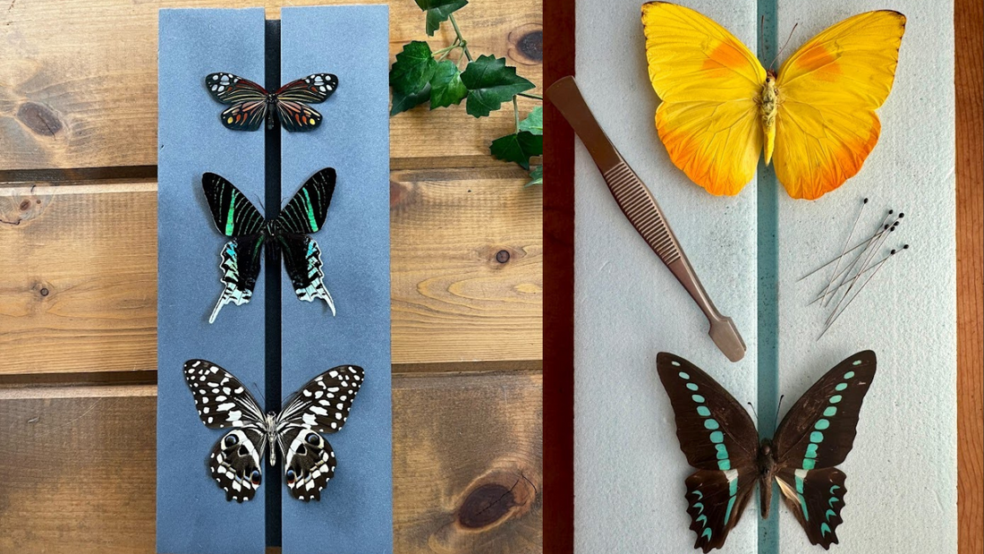 3 Reasons Why We Love These Insect Pinning Craft Kits