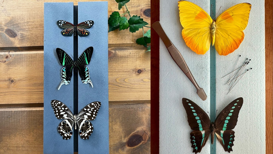 3 Reasons Why We Love These Insect Pinning Craft Kits