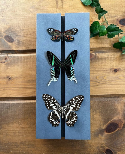 Butterfly Spreading Kit Tutorial
