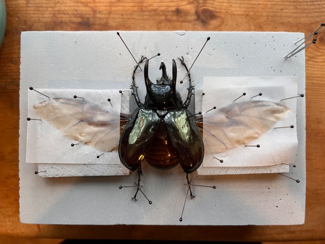 Beetle Spreading Kit Tutorial