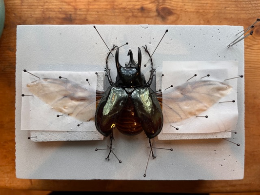 Beetle Spreading Kit Tutorial