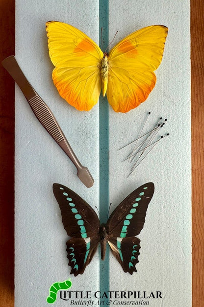 Butterfly Spreading Kit Tutorial