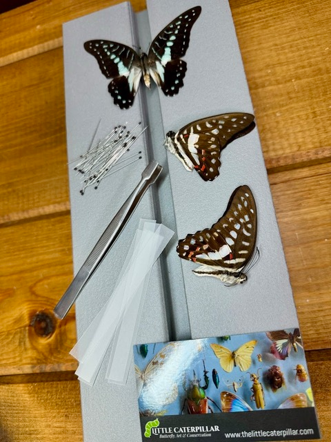Butterfly Spreading Kit Tutorial